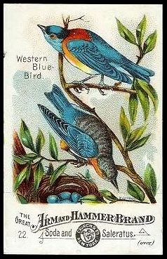 J1 22 Western Blue Bird.jpg